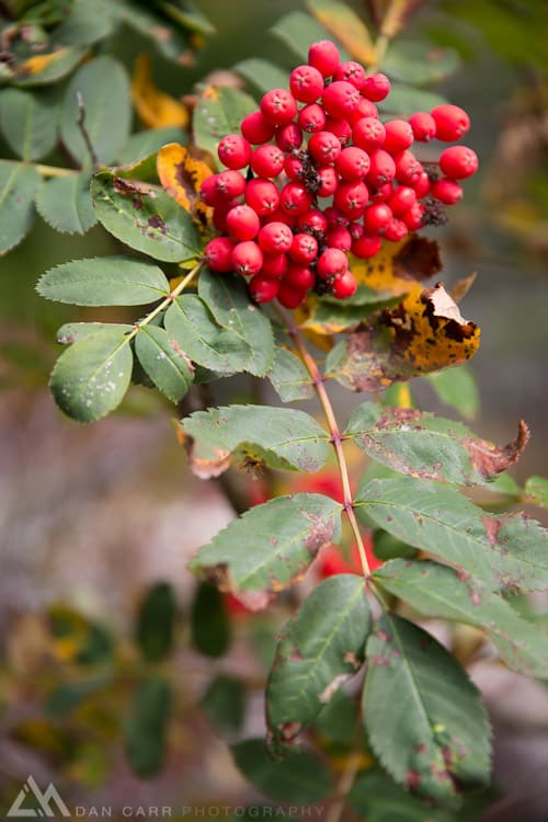 70mm , wide open at f2.8 and at minimum focus distance