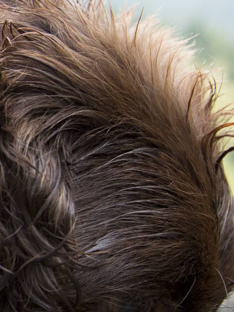 100% crop from above image