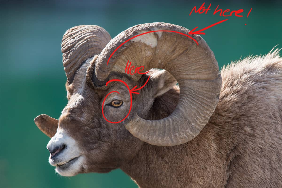 bts-bighorn-sheep-background-annotated